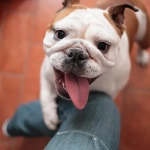 Estudo revela como os donos frequentemente erram ao interpretar as emoções dos cães e o impacto disso na relação entre eles