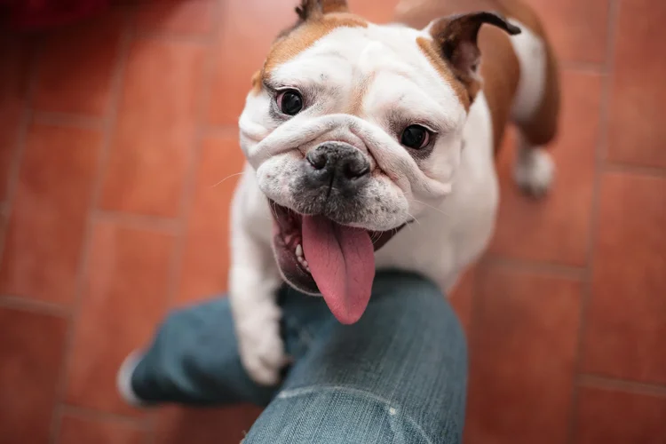 Estudo revela como os donos frequentemente erram ao interpretar as emoções dos cães e o impacto disso na relação entre eles